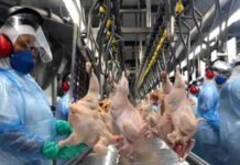 UNIÃO EUROPEIA SUSPENDE IMPORTAÇÕES DE CARNES E PRODUTOS DE ORIGEM ANIMAL DO BRASIL