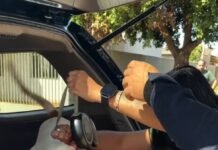 Pit bull solto na via pública mata gato e deixa cachorro gravemente ferido