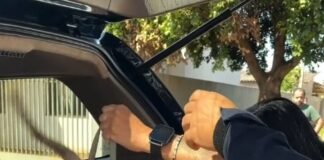 Pit bull solto na via pública mata gato e deixa cachorro gravemente ferido
