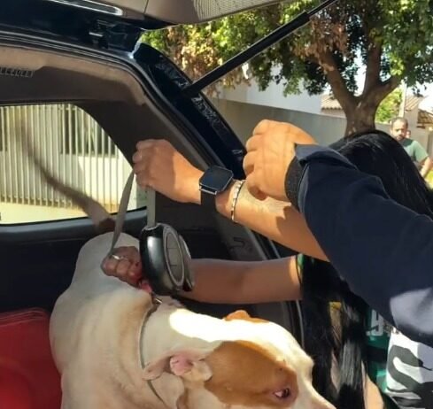 Pit bull solto na via pública mata gato e deixa cachorro gravemente ferido