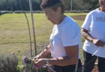 Colheita de lavandas reúne mulheres no Jardim da Mulher, em Toledo