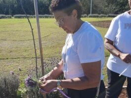 Colheita de lavandas reúne mulheres no Jardim da Mulher, em Toledo