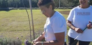 Colheita de lavandas reúne mulheres no Jardim da Mulher, em Toledo