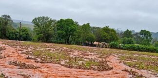 Chuvas acima da média castigam as lavouras e acendem alerta no Oeste