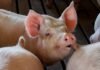 Suínos são abatidos e furtados de propriedade rural.