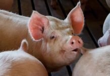 Suínos são abatidos e furtados de propriedade rural.