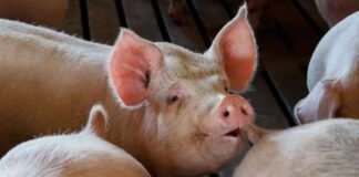 Suínos são abatidos e furtados de propriedade rural.