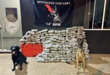 Apreensões de maconha crescem 228% em dez anos na região de fronteira do Paraná